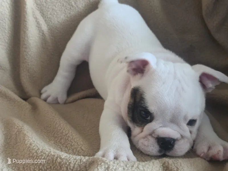 Glo - Pics updated 09/23 – English Bulldog puppy for sale in Oxford, AL