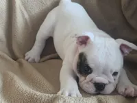 Glo - Pics updated 09/23, a female English Bulldog for sale in Oxford, AL – 1 of 10