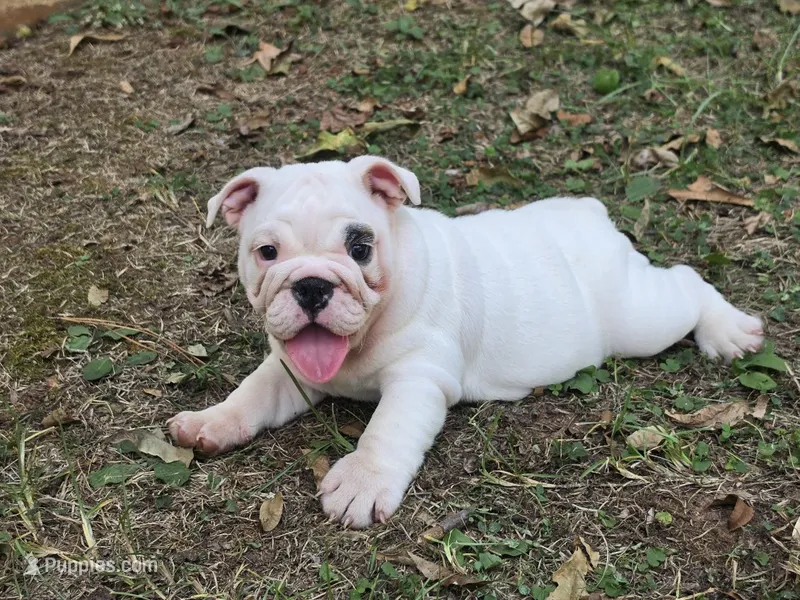 Left Eye – English Bulldog puppy for sale in Oxford, AL