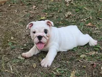 Left Eye, a female English Bulldog for sale in Oxford, AL – 1 of 4