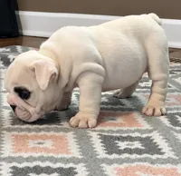 Left Eye, a female English Bulldog for sale in Oxford, AL – 2 of 5