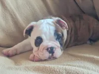 Brindle Boy, a male English Bulldog for sale in Oxford, AL – 4 of 5