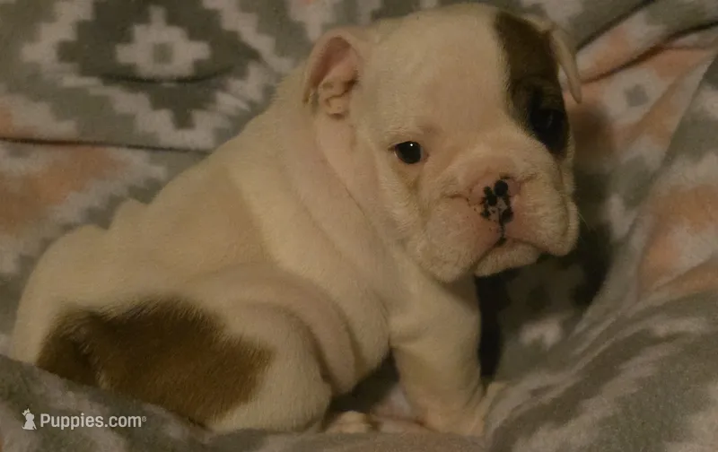 Big Boy – English Bulldog puppy for sale in Oxford, AL