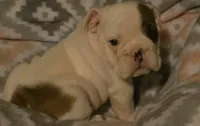 Big Boy, a male English Bulldog for sale in Oxford, AL – 1 of 5