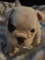 Glo, a female English Bulldog for sale in Oxford, AL – 3 of 7