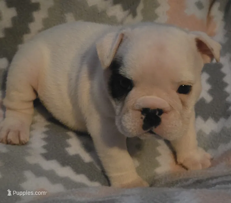 Glo – English Bulldog puppy for sale in Oxford, AL