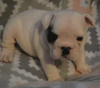 Glo, a female English Bulldog for sale in Oxford, AL – 1 of 7