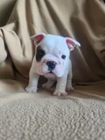 Glo - Pics updated 09/23, a female English Bulldog for sale in Oxford, AL – 2 of 10