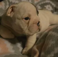 Big Boy, a male English Bulldog for sale in Oxford, AL – 4 of 5
