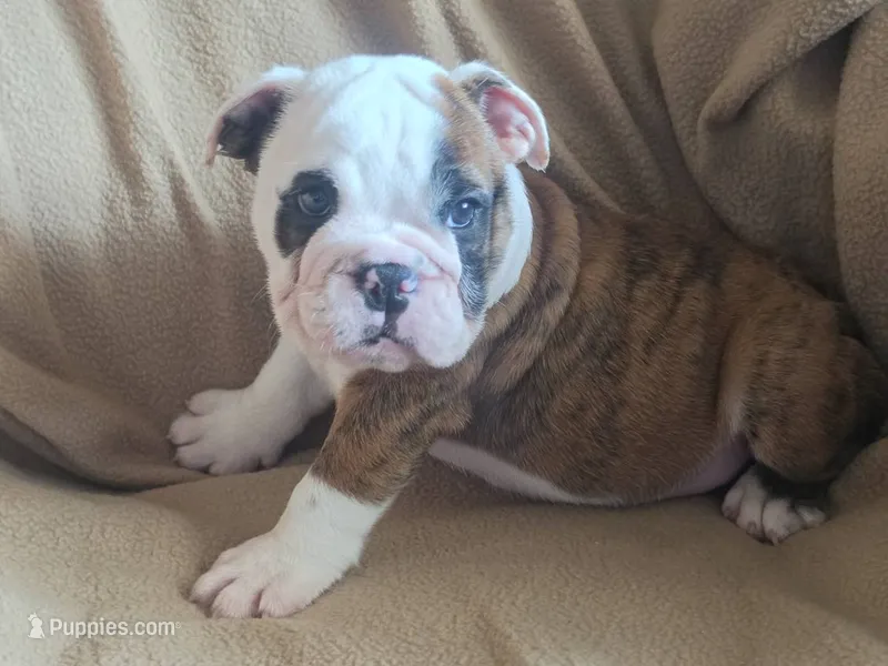 Brindle Boy – English Bulldog puppy for sale in Oxford, AL