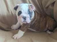 Brindle Boy, a male English Bulldog for sale in Oxford, AL – 1 of 5