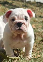 Left Eye, a female English Bulldog for sale in Oxford, AL – 3 of 4