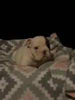Big Boy, a male English Bulldog for sale in Oxford, AL – 5 of 5