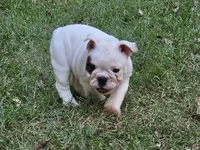 Glo - Pics updated 10/07, a female English Bulldog for sale in Oxford, AL – 3 of 3