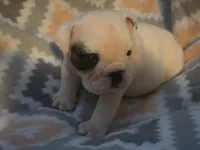 Glo, a female English Bulldog for sale in Oxford, AL – 4 of 7