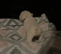 Glo, a female English Bulldog for sale in Oxford, AL – 6 of 7