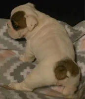 Big Boy, a male English Bulldog for sale in Oxford, AL – 2 of 5