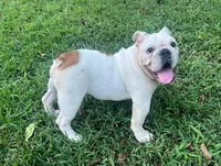 Two Bit, a male English Bulldog for sale in Oxford, AL – 5 of 5