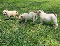 Two Bit, a male English Bulldog for sale in Oxford, AL – 3 of 5