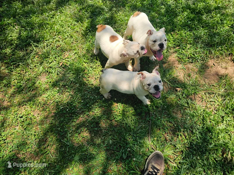 Two Bit – English Bulldog puppy for sale in Oxford, AL