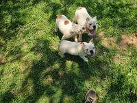 Two Bit, a male English Bulldog for sale in Oxford, AL – 1 of 5