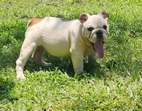 Two Bit, a male English Bulldog for sale in Oxford, AL – 2 of 5