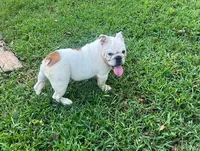 Two Bit, a male English Bulldog for sale in Oxford, AL – 4 of 5