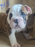 Brindle Boy, a male English Bulldog for sale in Oxford, AL – 2 of 5