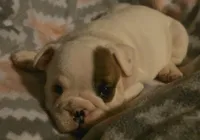 Big Boy, a male English Bulldog for sale in Oxford, AL – 3 of 5