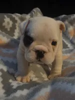 Glo, a female English Bulldog for sale in Oxford, AL – 5 of 7