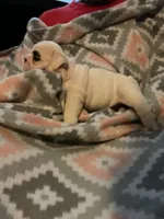 Left Eye, a female English Bulldog for sale in Oxford, AL – 3 of 5