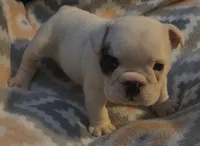 Glo, a female English Bulldog for sale in Oxford, AL – 2 of 7