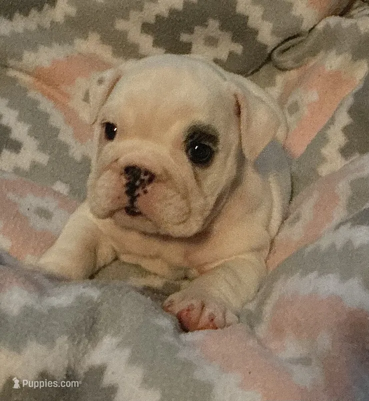 Left Eye – English Bulldog puppy for sale in Oxford, AL