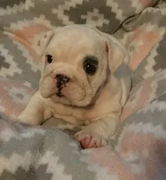 Left Eye, a female English Bulldog for sale in Oxford, AL – 1 of 5