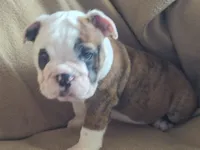 Brindle Boy, a male English Bulldog for sale in Oxford, AL – 5 of 5