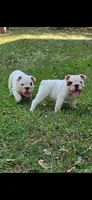 Glo - Pics updated 10/07, a female English Bulldog for sale in Oxford, AL – 2 of 3