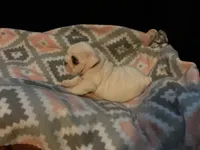 Left Eye, a female English Bulldog for sale in Oxford, AL – 4 of 5