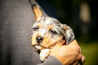 Nova, a female Cardigan Welsh Corgi for sale in Little Suamico, WI – 4 of 6
