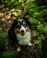Nova, a female Cardigan Welsh Corgi for sale in Little Suamico, WI – 5 of 6