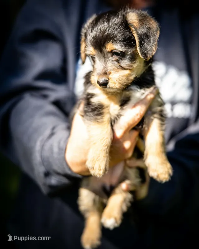 Stella – Pembroke Welsh Corgi puppy for sale in Little Suamico, WI