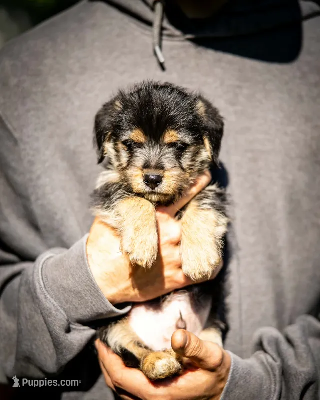 Atlas – Pembroke Welsh Corgi, Yorkshire Terrier puppy for sale in Little Suamico, WI
