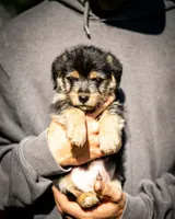 Atlas, a male Pembroke Welsh Corgi and Yorkshire Terrier for sale in Little Suamico, WI – 1 of 6