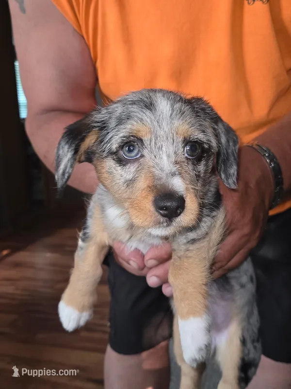 Nova – Cardigan Welsh Corgi puppy for sale in Little Suamico, WI