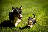 Atlas, a male Pembroke Welsh Corgi and Yorkshire Terrier for sale in Little Suamico, WI – 2 of 6
