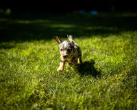 Nova, a female Cardigan Welsh Corgi for sale in Little Suamico, WI – 3 of 6