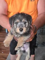 Atlas, a male Pembroke Welsh Corgi and Yorkshire Terrier for sale in Little Suamico, WI – 3 of 6