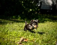 Atlas, a male Pembroke Welsh Corgi and Yorkshire Terrier for sale in Little Suamico, WI – 6 of 6