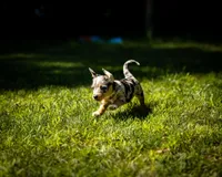Nova, a female Cardigan Welsh Corgi for sale in Little Suamico, WI – 2 of 6