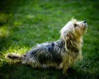 Atlas, a male Pembroke Welsh Corgi and Yorkshire Terrier for sale in Little Suamico, WI – 5 of 6