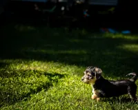 Stella, a female Pembroke Welsh Corgi for sale in Little Suamico, WI – 3 of 3
